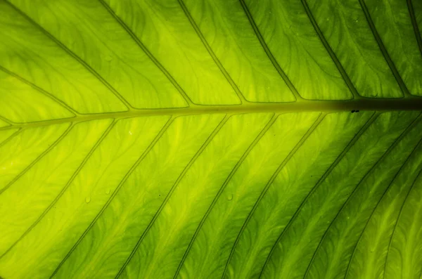 Bokeh yeşil arka plan ve bulanık tazelik yeşili 