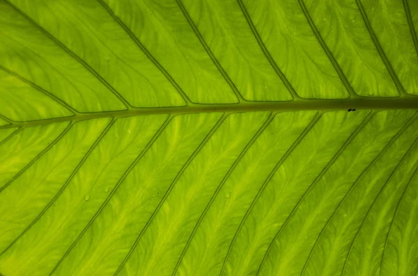 Bokeh Green Background Blurry Freshness Green — Stock Photo, Image