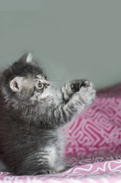 Yavru kedi kedi pisi 