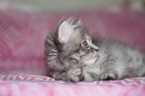 Yavru kedi kedi pisi 