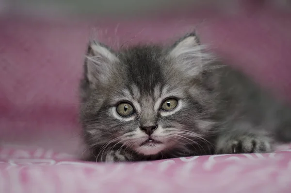 Flurfy Kitten Cat Kitty — Stock Photo, Image