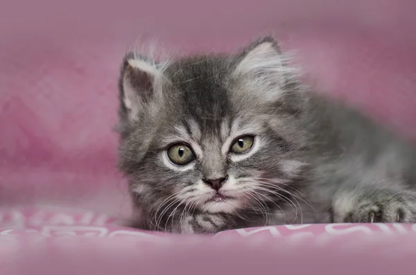 Flurfy Kitten Kat Kitty — Stockfoto