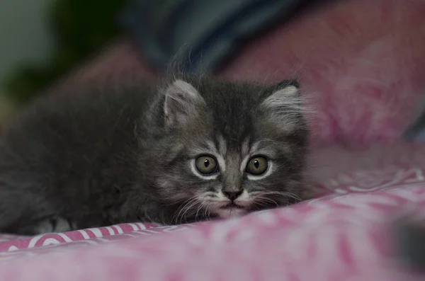 Yavru kedi kedi pisi 