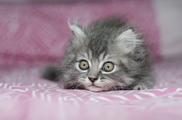 Flurfy Kitten Cat Kitty — Stock Photo, Image