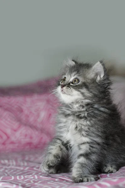 Γούνινο Γατάκι Παιχνίδι Γάτα Και Closeup Γατάκι — Φωτογραφία Αρχείου