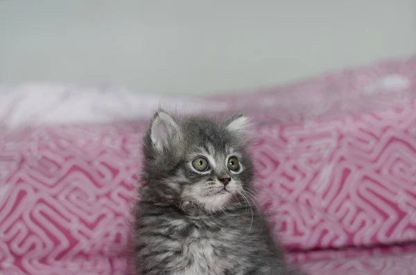 Γούνινο Γατάκι Παιχνίδι Γάτα Και Closeup Γατάκι — Φωτογραφία Αρχείου