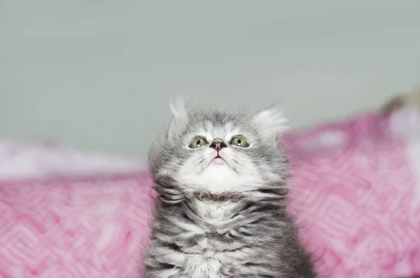 Futrzany Kotek Kot Grać Zbliżenie Kotek — Zdjęcie stockowe