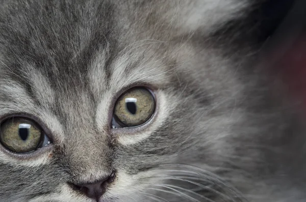 Gattino Peloso Gatto Giocare Primo Piano Gattino — Foto Stock