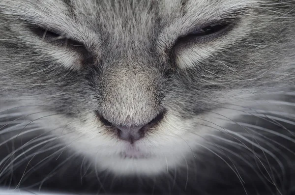 Furry Kitten Cat Play Closeup Kitty — Stock Photo, Image