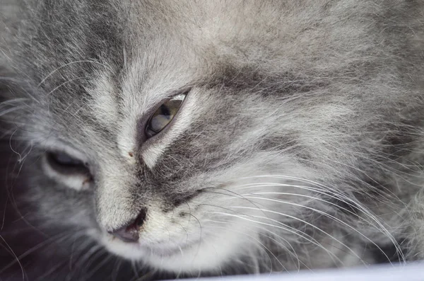 Gattino Peloso Gatto Giocare Primo Piano Gattino — Foto Stock