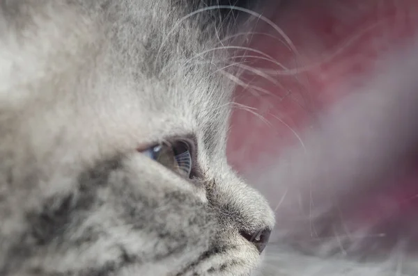 Furry Kitten Cat Play Closeup Kitty — Stock Photo, Image