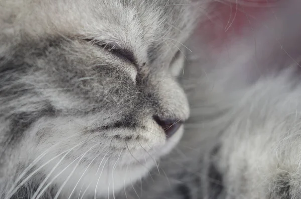 Furry Kitten Cat Play Closeup Kitty — Stock Photo, Image