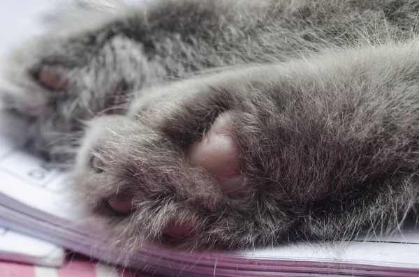 Furry Kitten Cat Play Closeup Kitty — Stock Photo, Image