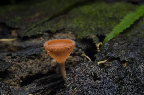 Champagner Pilz Haarbecher Und Regenwald Pilz — Stockfoto