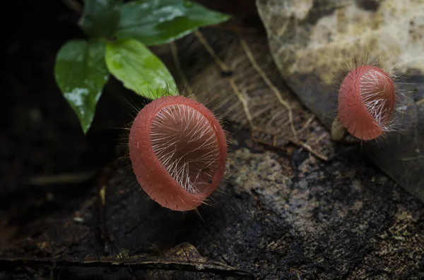 Champignon Champagne Coupe Cheveux Champignon Forêt Tropicale — Photo