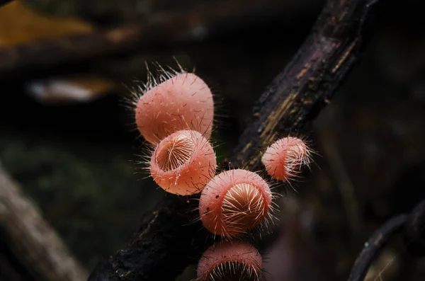 Champignon Champagne Coupe Cheveux Champignon Forêt Tropicale — Photo