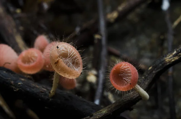 Champagne Coupe Cheveux Champignon Dans Forêt Tropicale — Photo