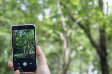 Mobil kamera, bulanık arkaplandaki park doğası 