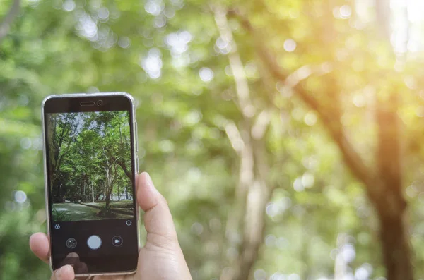 mobile camera snap park nature on  blur background