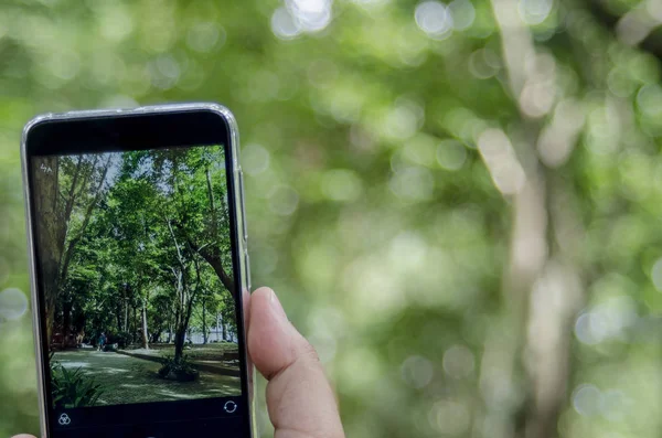 Mobil kamera, bulanık arkaplandaki park doğası 