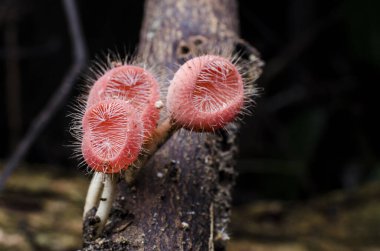 Yağmur ormanlarında şampanya mantarı ve kupa mantarı da kök salar.