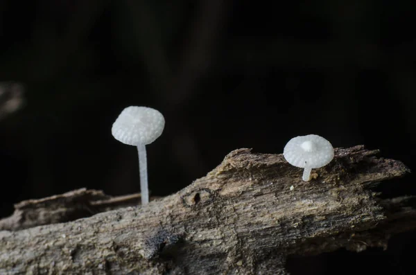 Champignon Champagne Forêt Tropicale Coupe Cheveux Champignon Aussi Racine — Photo