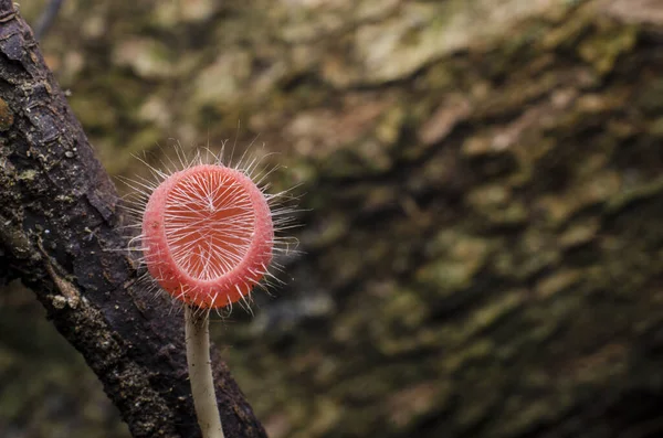 Yağmur ormanlarında şampanya mantarı ve kupa mantarı da kök salar.