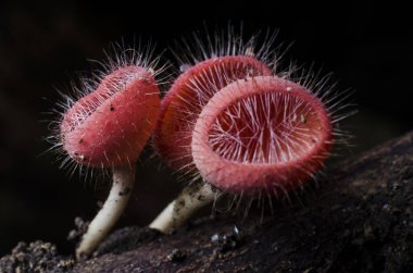 Yağmur ormanlarında şampanya mantarı ve kupa mantarı da kök salar.