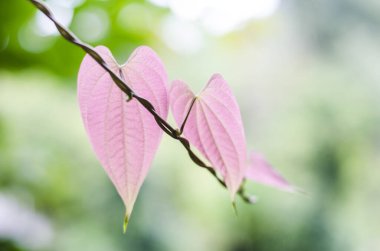 Bokeh bulanık arkaplan yeşillik yaprakları ve doğa tazeliği 