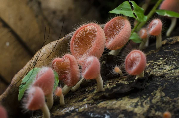 Champagne Mushroom Hair Cup Mushroom Rainforest Closeup Macro — Stock Photo, Image