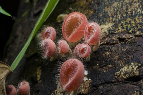 Champignon Champagne Coupe Cheveux Champignon Dans Forêt Tropicale Macro Gros — Photo