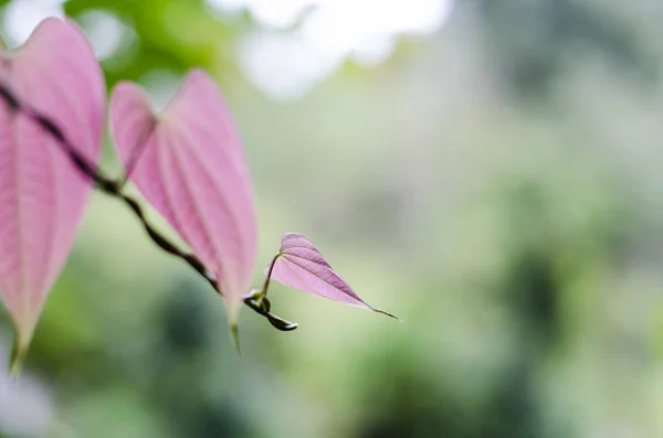 Bokeh Sfocatura Sfondo Verde Leafe Natura Fresca — Foto Stock