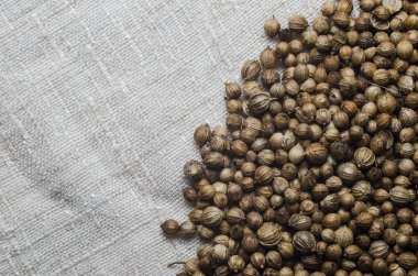 kişniş tohumu ve makro biçimi 