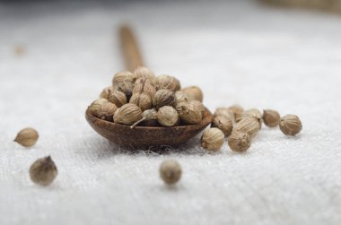 kişniş tohumu ve makro biçimi 