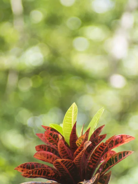 Bokeh bulanık arkaplan yeşillik yaprakları ve doğa tazeliği 