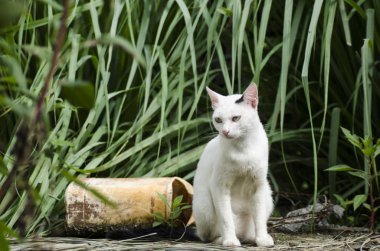 Bahçedeki Taylandlı kedi tembel ve uyuyor. 
