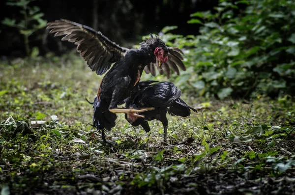 Pollo Tailandés Local Luchador Tailandés Pollo — Foto de Stock