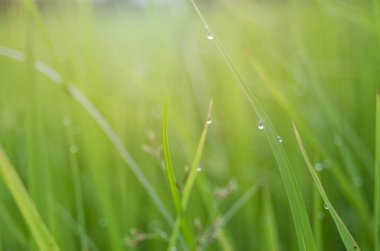 Borage, bahçeye hazır küçük bir tencerede beyazı çeşitlendirdi. 