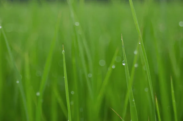 Borraja Varigada Blanca Maceta Pequeña Lista Para Jardín —  Fotos de Stock