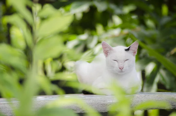 白雪公主在花园里悠闲地坐着睡觉 — 图库照片