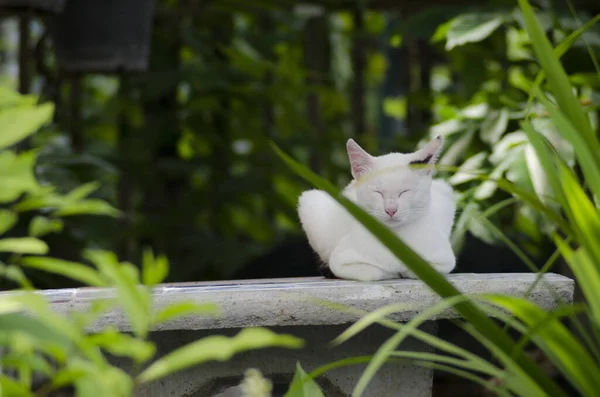 白雪公主在花园里悠闲地坐着睡觉 — 图库照片