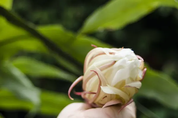 Gestoofd Varkensvlees Thaise Stijl Recept Kruid Voor Gestoofde Kokkin — Stockfoto