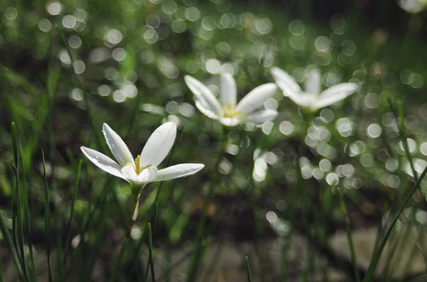 Rain Lilly Sweet Bokeh Rain Season — Stock Photo, Image