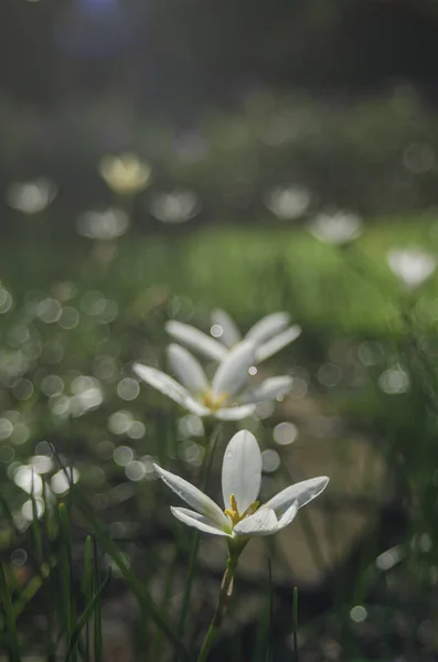 Lluvia Lirio Dulce Bokeh Temporada Lluvias — Foto de Stock