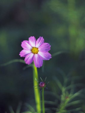 Bahçedeki kozmos çiçekleri Lolight ve Bokeh ile 