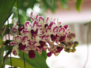 Çiçek açan orkide ve puanlı küçük mor bir fil orkidesi. 