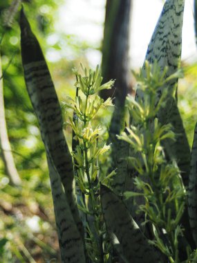 sansevieria trifasciata prain flower growiing up and blooming in local garden  clipart