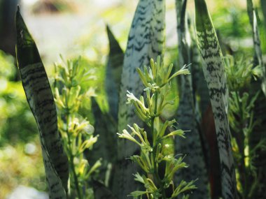 sansevieria trifasciata prain flower growiing up and blooming in local garden  clipart