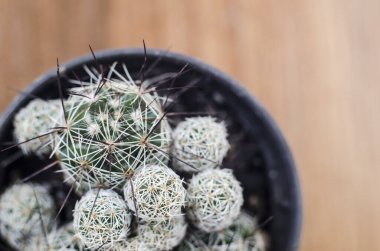 Evin terası üzerine kaktüs Pencereleri dekore et