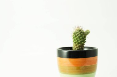 Odada küçük bir ev bitkisi var. 